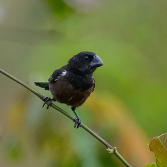 Sporophila angolensis