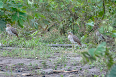 Burhinus bistriatus