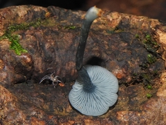 Clitocybula azurea