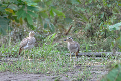Burhinus bistriatus