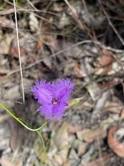 Thysanotus tuberosus