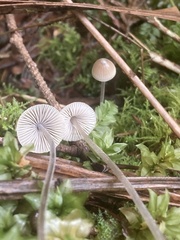 Mycena amicta