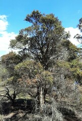 Melaleuca linariifolia