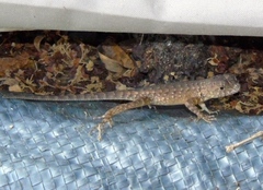 Sceloporus nelsoni