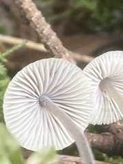 Mycena amicta