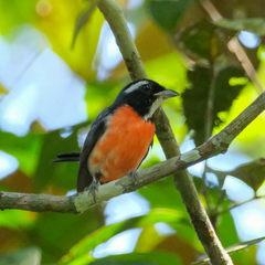 Granatellus pelzelni