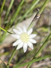 Actinotus minor