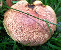 Boletus harrisonii