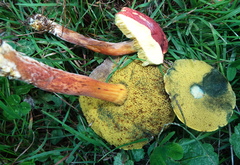 Boletus harrisonii