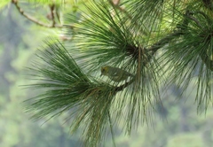 Peucedramus taeniatus