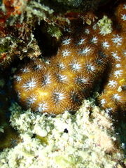 Leptastrea
