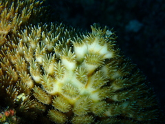 Galaxea fascicularis