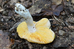 Russula risigallina