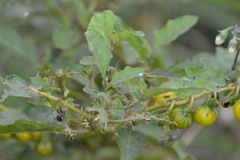 Solanum carolinense