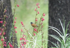 Diglossa baritula