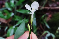 Bambusoideae