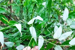 Bambusoideae