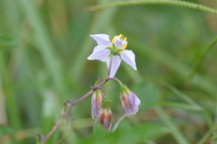 Solanum carolinense