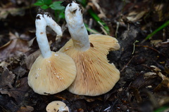 Plinthogalus