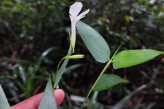 Bambusoideae