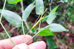 Bambusoideae