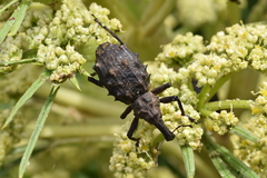Hadramphus spinipennis