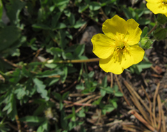Potentilla glaucophylla
