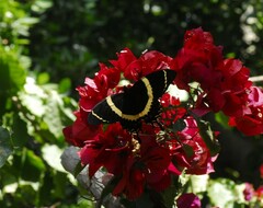 Papilio garamas
