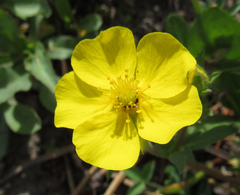 Potentilla glaucophylla