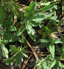 Potentilla glaucophylla