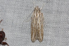 Leistarcha
