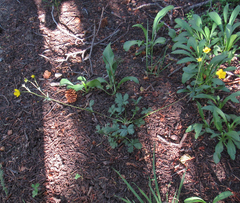 Potentilla glaucophylla