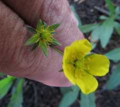 Potentilla glaucophylla