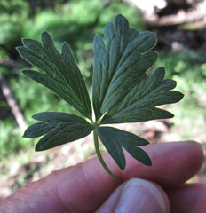 Potentilla glaucophylla