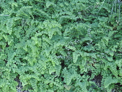 Adiantum capillus-veneris