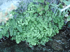 Adiantum capillus-veneris