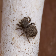 Maratus vespertilio
