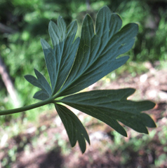 Potentilla glaucophylla