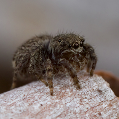 Maratus vespertilio