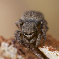 Maratus vespertilio