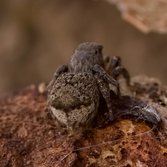 Maratus vespertilio
