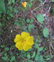 Potentilla glaucophylla