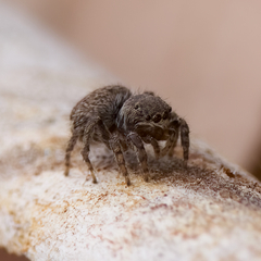 Maratus vespertilio