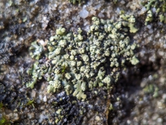 Phaeophyscia pusilloides