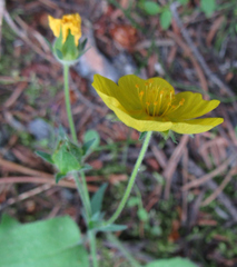 Potentilla glaucophylla