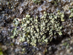 Phaeophyscia pusilloides