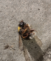 Bombus terrestris lusitanicus