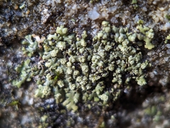 Phaeophyscia pusilloides