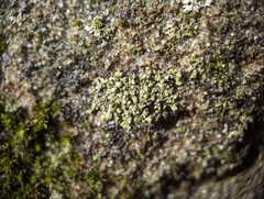 Phaeophyscia pusilloides