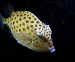 Anoplocapros inermis